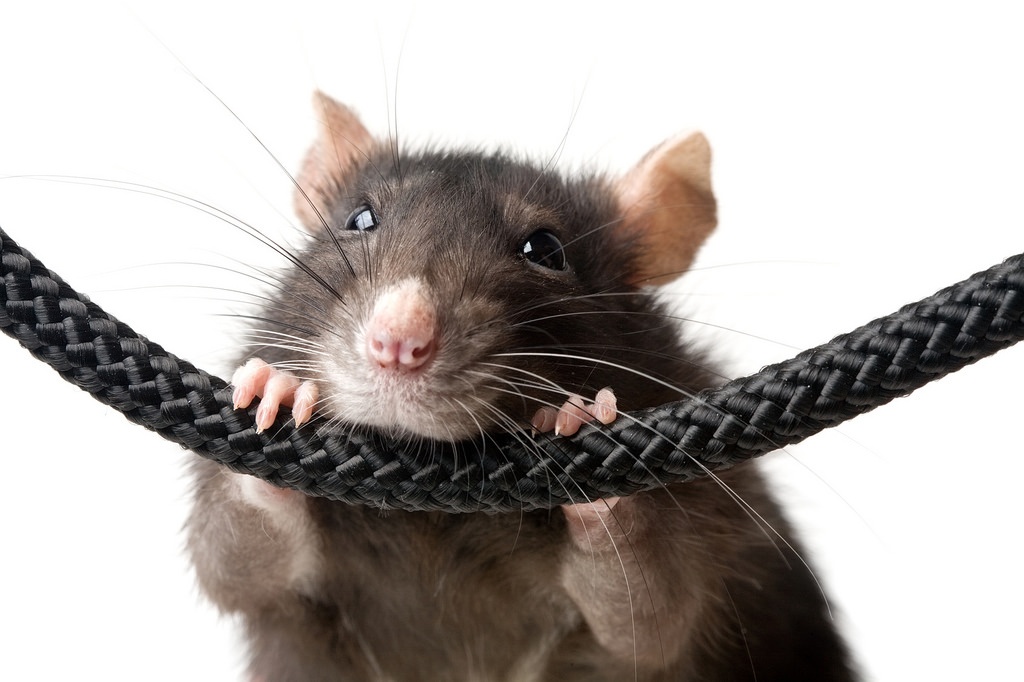 rats mistake 5 blog image